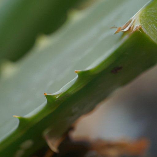 A Closer Look at Aloe Vera as a Potential Hair Loss Trigger