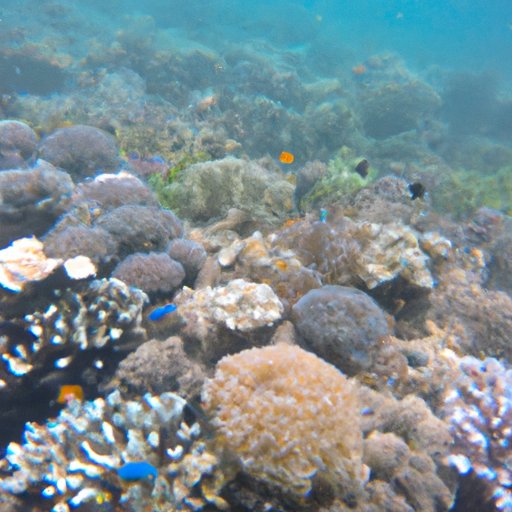 The Diversity of Life in the Seven Oceans