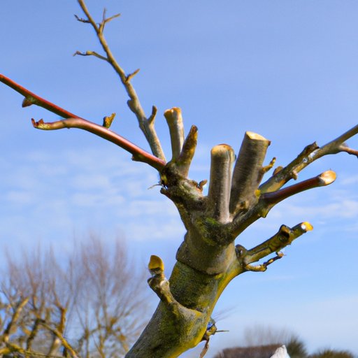 Advice on Trimming and Pruning Trees