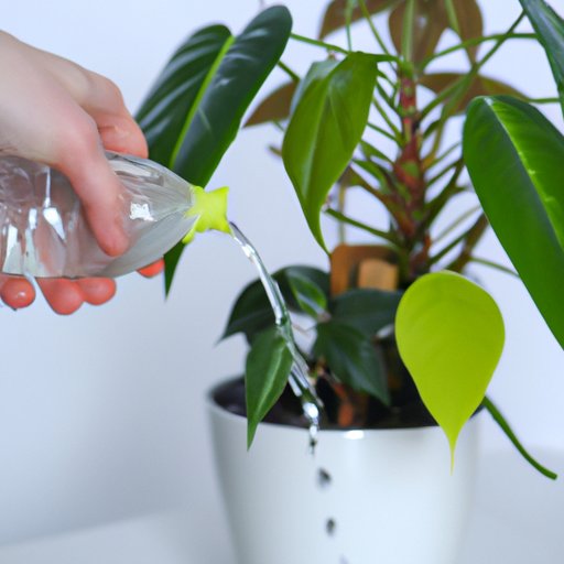 How to Ensure Your Indoor Plants Stay Healthy with Proper Watering