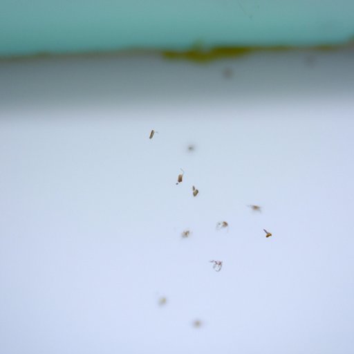 What Causes Gnats to Infest Homes