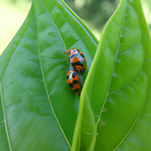 Reasons why Ladybugs are Effective