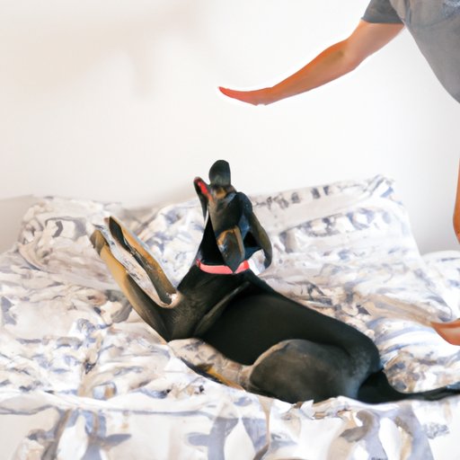 Training Your Dog to Stay Off the Bed