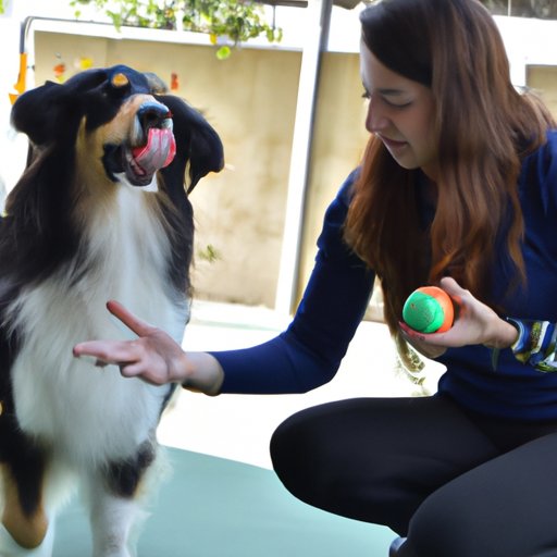 Teach Obedience and Socialization Basics