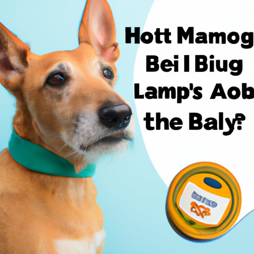 What You Need to Know Before Applying Bag Balm to Your Dog