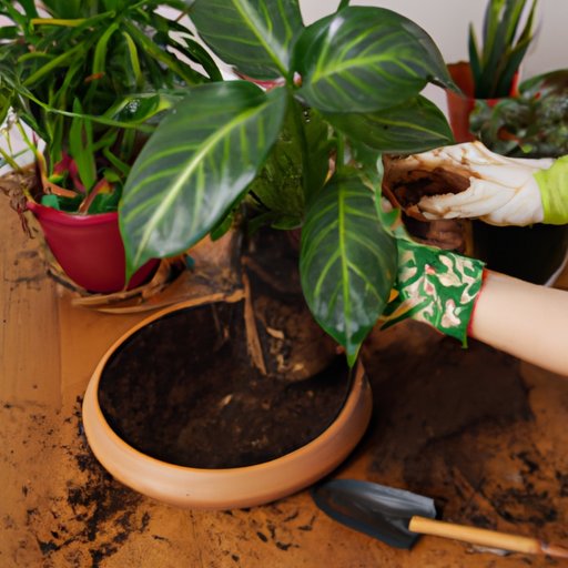 Tips for Caring for Common Houseplants