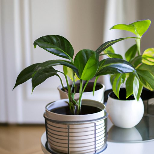 Best Plants for Purifying Air Quality Indoors