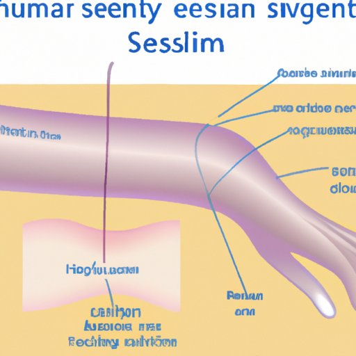 The Skin as a Sensory Organ: Processing External Stimuli