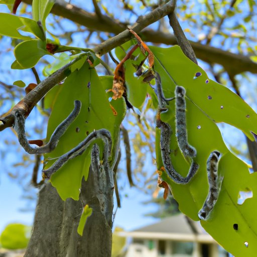 How to Identify Tent Caterpillars and Their Habitats