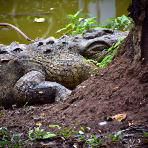 Exploring the Giant of the Alligator Species