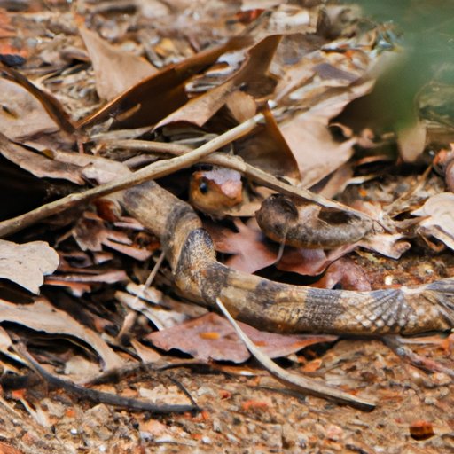 Exploring the Habits and Habitats of the Deadliest Snake