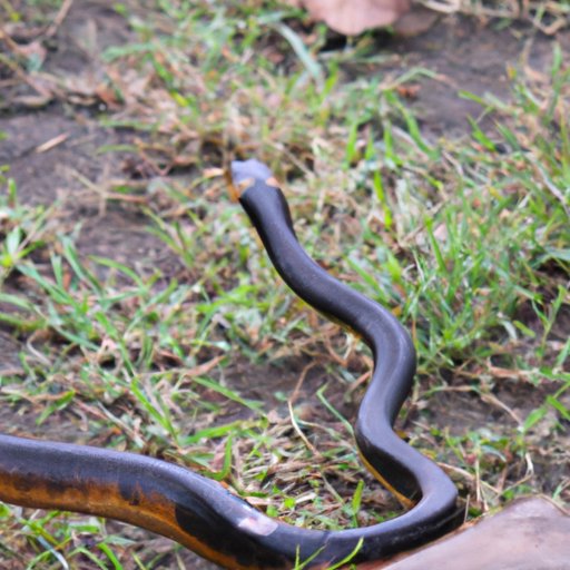 How to Identify and Avoid the Deadliest Snake