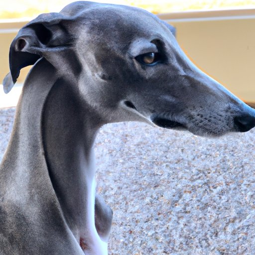 A Profile of the Fastest Dog in the World