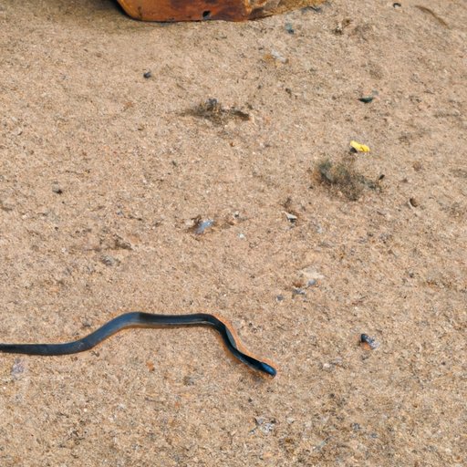 A Look at the Fastest Snake on Earth