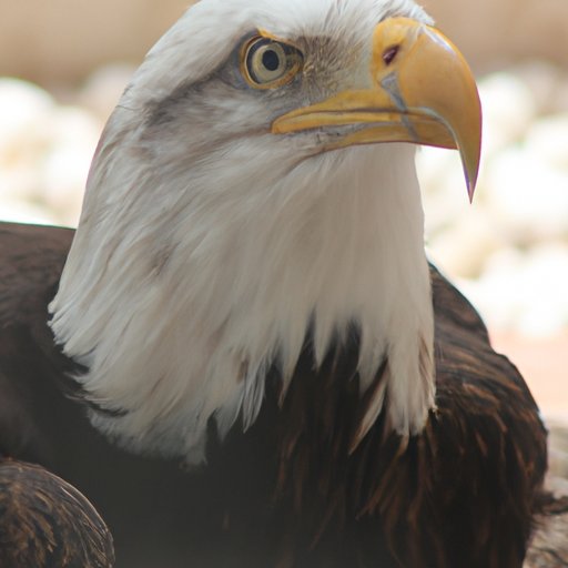 The Incredible Power and Strength of the Largest Eagles on Earth