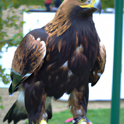 A Look at the Biggest Eagles in the Sky