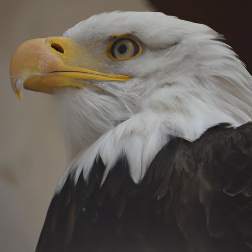 Discovering the Fascinating Facts About the Largest Eagles in the World