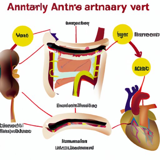 The Main Culprit Behind Abdominal Aortic Aneurysms