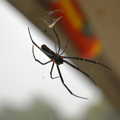 How to Identify and Avoid the Most Dangerous Spiders