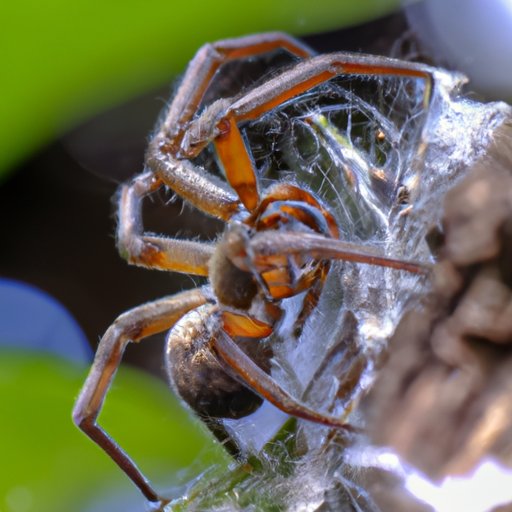 Examining the Myths and Facts About the Most Dangerous Spiders