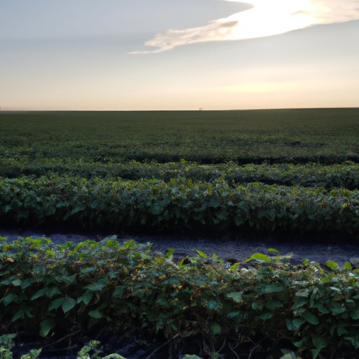 A Look at the Top Producing Crops in Texas 