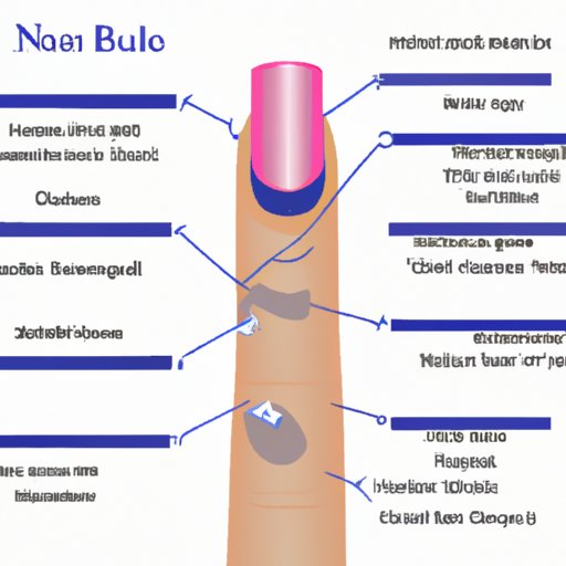 Understanding the Nail Bed Anatomy, Care, and Common Conditions The