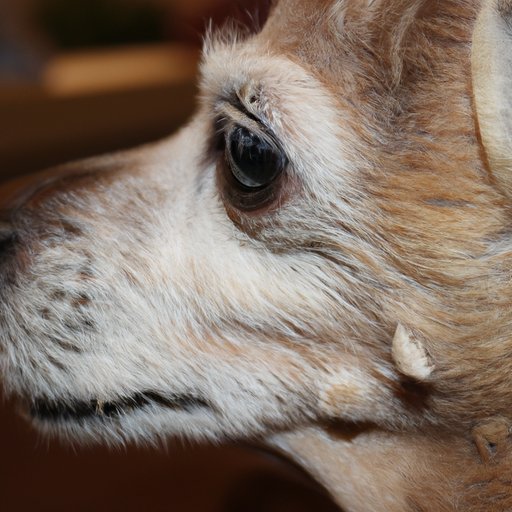 A Profile of the Oldest Living Dog in the World