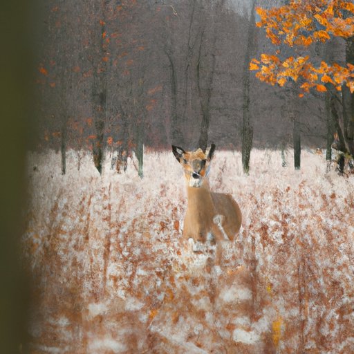 Exploring the Different Hunting Seasons in New York