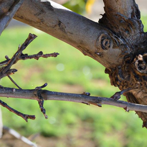 Factors to Consider Before Pruning Trees
