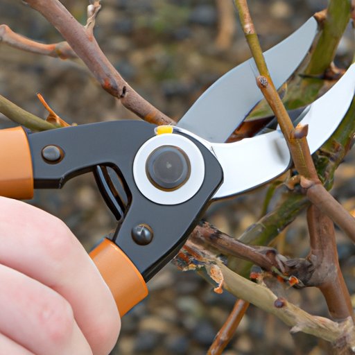 Understanding the Benefits of Pruning and When to Do It