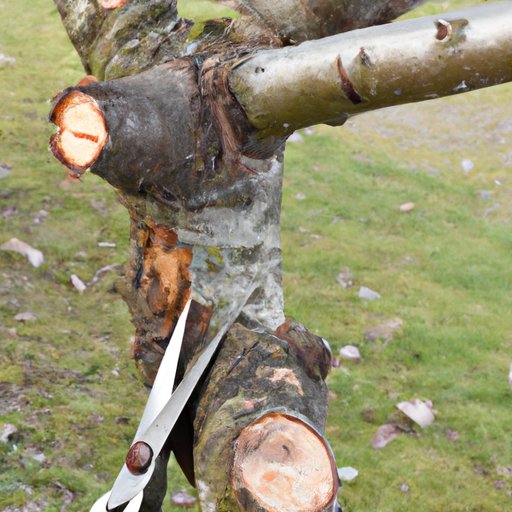 Common Mistakes to Avoid When Pruning Trees