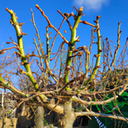 Benefits of Pruning During Different Times of Year