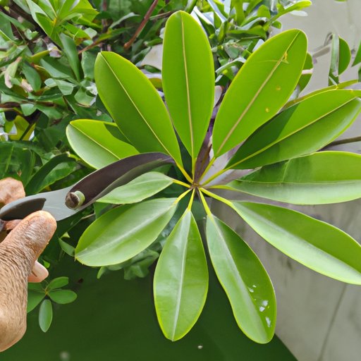 A Guide to Pruning Fan Leaves from Outdoor Plants at the Right Time