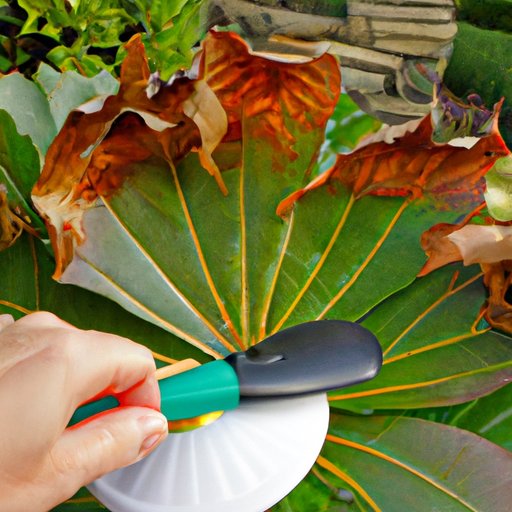 Timing is Everything: Determining When to Remove Fan Leaves from Outdoor Plants