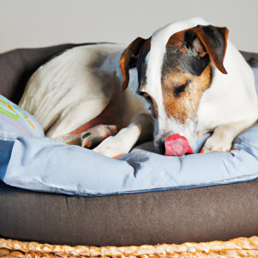 Investigating the Link Between Anxiety and Dog Licking Its Bed