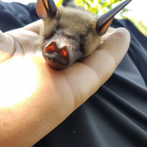 Do Bats Bite Humans While Sleeping What You Should Know The   Do Bats Bite Humans While Sleeping 300x300 