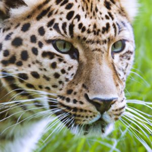 How Many Amur Leopards Are Left In The World Exploring The Shocking   How Many Amur Leopards Are Left In The World 300x300 