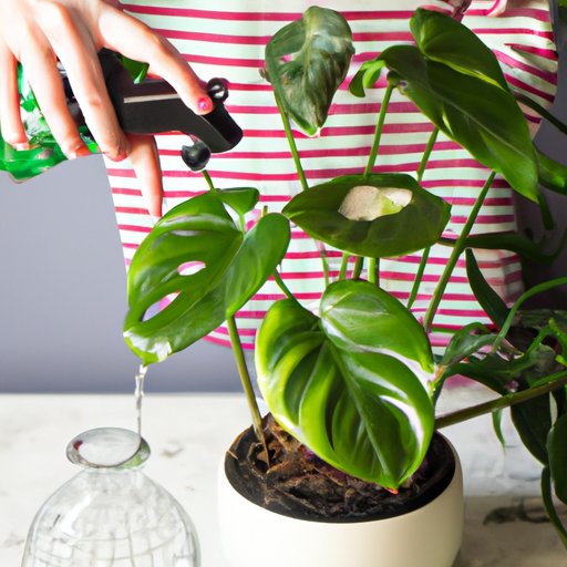 How to Care for Indoor Plants: Choosing the Right Plant, Adequate Light, Watering and More