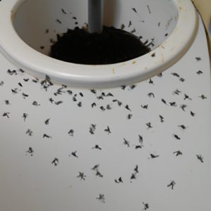 Getting Rid of Black Gnats in Your Bathroom: A Step-by-Step Guide - The ...