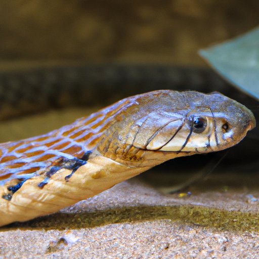 Exploring the Most Poisonous Snake in the World