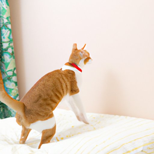 Understanding Why Your Female Cat Is Peeing On Your Bed The Knowledge Hub